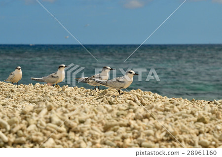 Colony of Erythrod Tern 28961160