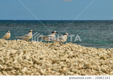 Colony of Erythrod Tern 28961161