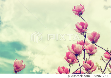 Blossoming of magnolia flowers in spring time Blossoming of magnolia flowers in spring time 28961265