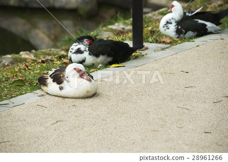 bird bird 28961266