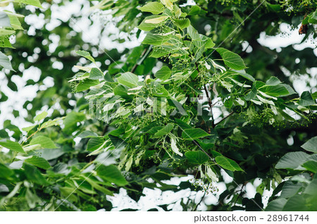 Beautiful green leaf texture with drops of water 28961744