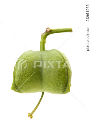 sacha inchi seeds sacha inchi seeds 28961933