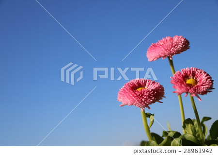 Tyrolean Daisy 28961942