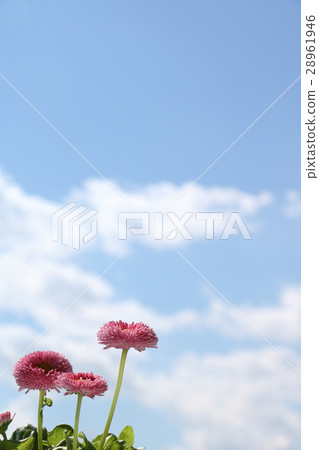 Tyrolean Daisy 28961946