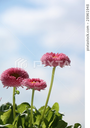 Tyrolean Daisy 28961948