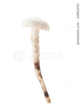 Termitomyces mushroom or termite mushroom Termitomyces mushroom or termite mushroom 28962050
