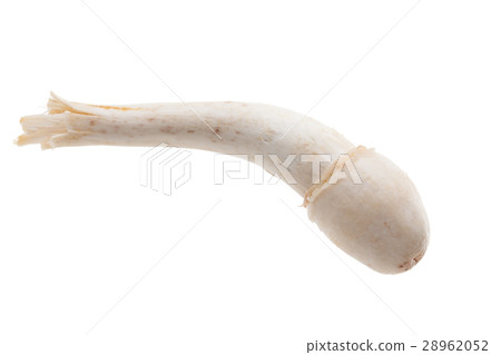 Termitomyces mushroom or termite mushroom 28962052