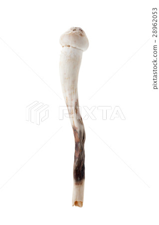 Termitomyces mushroom or termite mushroom Termitomyces mushroom or termite mushroom 28962053
