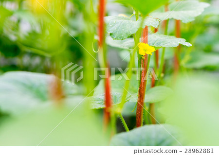 After flowering is developing a small After flowering is developing a small 28962881