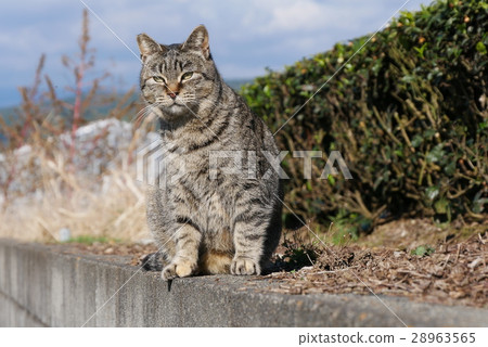 Stray cat 28963565