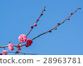 小白 28963781