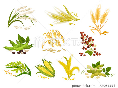 Grain and cereals ears vector isolated icons 28964351
