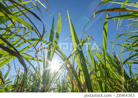 clouse up Sugar cane field with blue sky  28964363