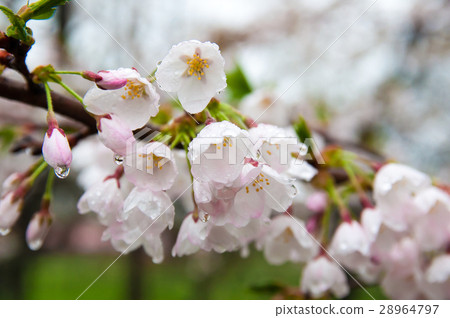 Cherry trees wet with rain Cherry trees wet with rain 28964797