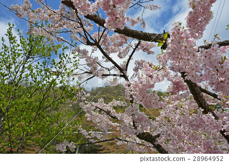 Sakura _ Sakura no Sato Sakura _ Sakura no Sato 28964952