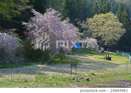 Sakura_ Shikanako 28964962