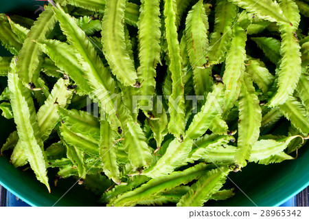 winged bean (Psophocarpus tetragonolobus) winged bean (Psophocarpus tetragonolobus) 28965342