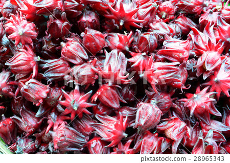 Fresh Roselle , Roselle texture Fresh Roselle , Roselle texture 28965343