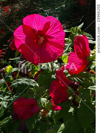 圖庫照片: flowering hibiscus, back light