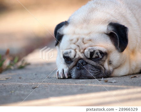 lovely cute white fat pug dog laying on the floor 28966329