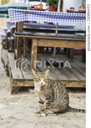 Obidos cat 28966453