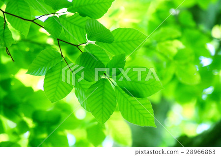 Fresh green leaves (beech) Fresh green leaves (beech) 28966863