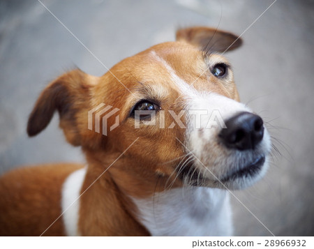 happy active young handsome Jack Russel dog happy active young handsome Jack Russel dog 28966932