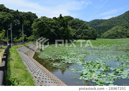 拉姆薩爾公約註冊區Oyama Koike / Osamayoshitakei Pond 拉姆薩爾公約註冊區Oyama Koike / Osamayoshitakei Pond 28967201