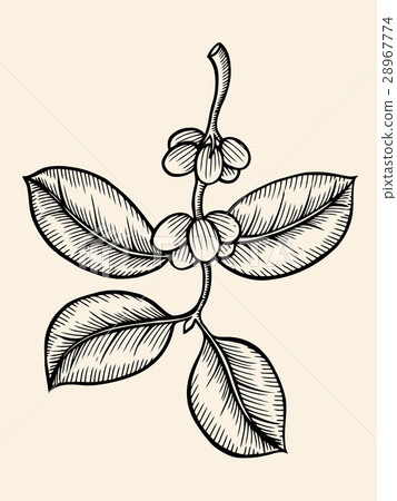 Coffee branch vector 28967774