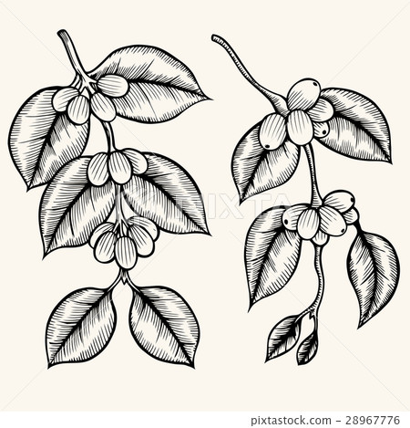 Coffee branch vector 28967776