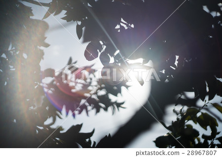 Orange tree in flare 28967807