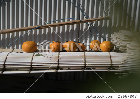 Mandarin orange in rural areas 28967808