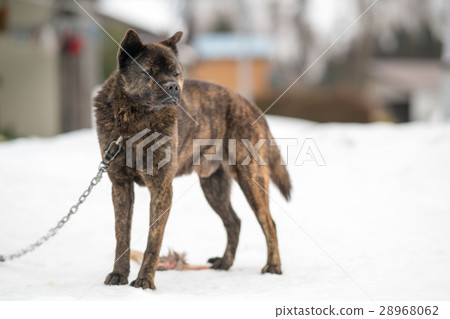 大原地區的家養犬與Inahara Shobairi的墳墓（滋賀縣的景觀） 28968062