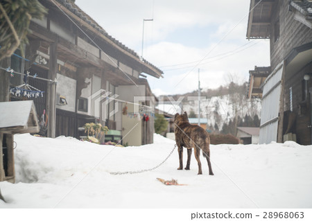 大原地區的家養犬與Inahara Shobairi的墳墓（滋賀縣的景觀） 28968063