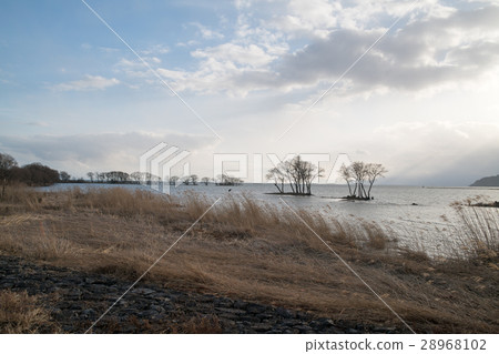 湖北長浜水鳥公園的夜景（滋賀縣的風景） 28968102