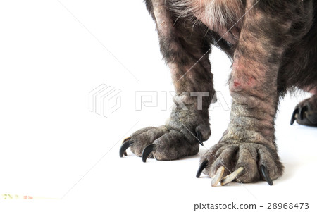 Closeup legs of dog sick leprosy skin problem 28968473