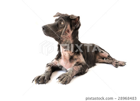 Dog sick leprosy skin problem with white 28968483