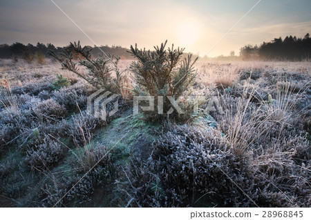 sunrise over meadow covered with frost sunrise over meadow covered with frost 28968845