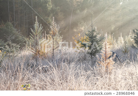 sunbeams over frosty meadow in forest sunbeams over frosty meadow in forest 28968846