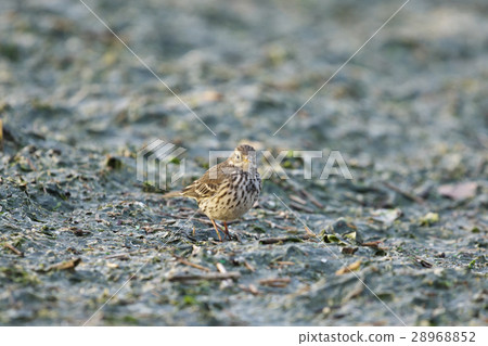 Tahi Bali (Tan Yogane) 28968852