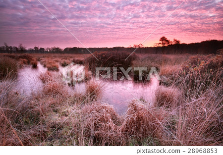 red frosty sunrise over swamp 28968853
