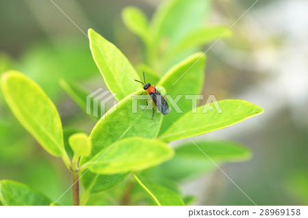 螢火蟲 螢火蟲 28969158