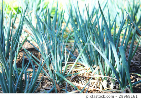 青蔥 青蔥 28969161