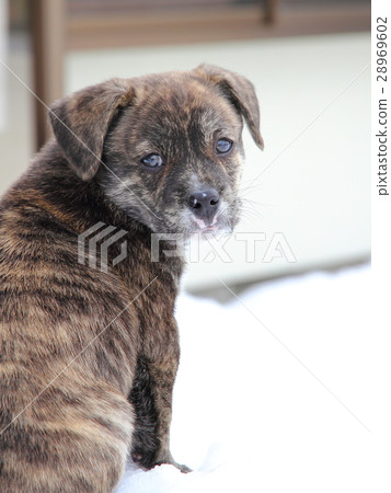 puppy 28969602