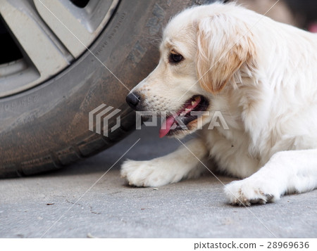 dog laying on garage floor under large car vehicle 28969636