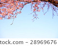 Kawazu cherry tree 28969676