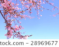 Kawazu cherry tree 28969677