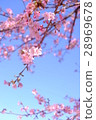 Kawazu cherry tree 28969678