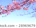 Kawazu cherry tree 28969679