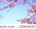 Kawazu cherry tree 28969680